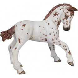 Poulain Appaloosa PAPO