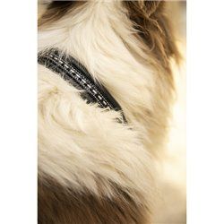 Collier pour chien PENELOPE "Point Sellier"