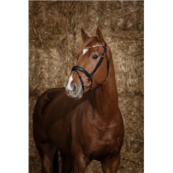 Bridon NORTON PRO "Brillant"