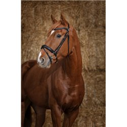 Bridon NORTON PRO "Gravure"