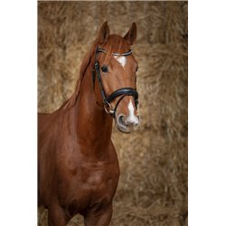 Bridon NORTON PRO "Diad?me"