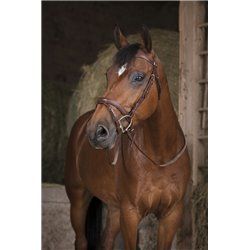 R?nes caoutchouc NORTON PRO "GP" 2