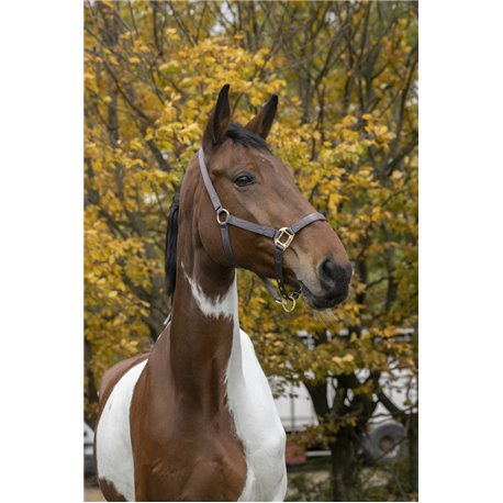 Licol EQUITH?ME ?Nylon?