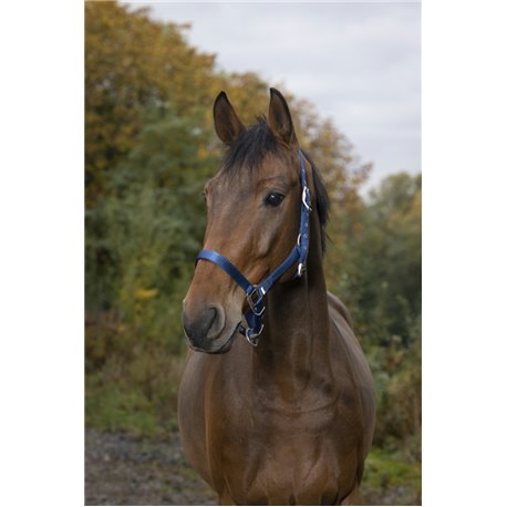 Licol EQUITH?ME ?Nylon?