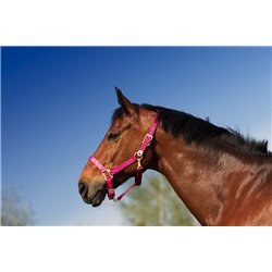 Licol EQUITH?ME ?Nylon? 2