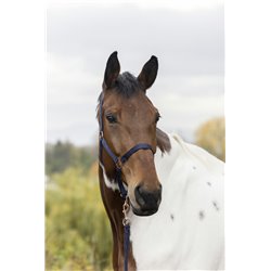 Licol + longe NORTON "Rose gold" 2