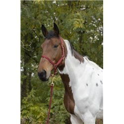 Licol + longe NORTON "Rose gold" 2