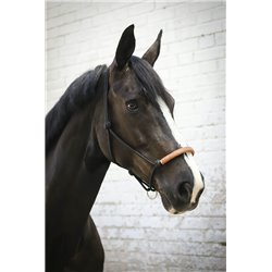 Licol ?thologique PENELOPE am?ricain