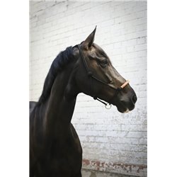 Licol ?thologique PENELOPE am?ricain 2