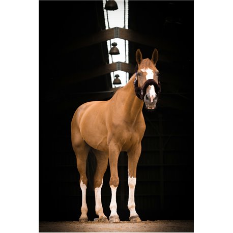 Licol EQUITH?ME "Teddy"