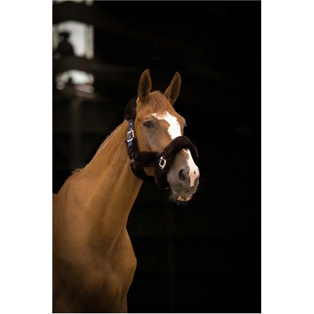 Licol EQUITH?ME "Teddy"