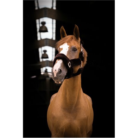 Licol EQUITH?ME "Teddy"