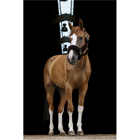 Licol EQUITH?ME "Teddy"