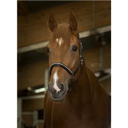 Licol cuir NORTON PRO "Strass", grooming