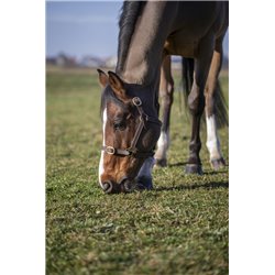 Licol NORTON CLUB "Cuir"