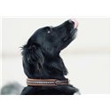 Collier pour chien PENELOPE "Point Sellier"
