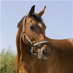 Licol NORTON "Bouclerie noire" 2