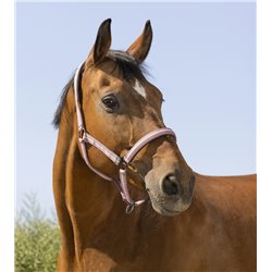 Licol NORTON "Bouclerie noire" 2