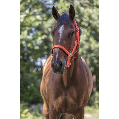 Licol NORTON "Fluo" doubl? 2