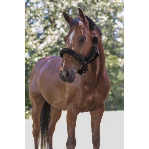 Licol NORTON "Full mouton synth?tique"