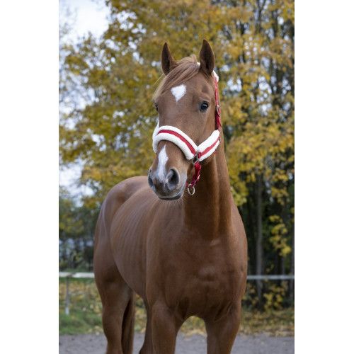 Licol NORTON "Confort" 2