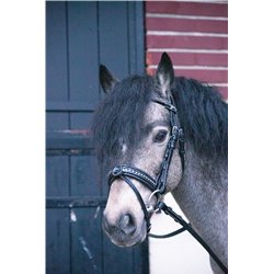 Bridon PENELOPE "Eden"