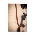 Laisse chien PENELOPE Rubber