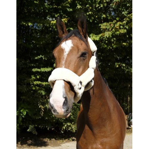 Licol EQUITH?ME "Teddy"