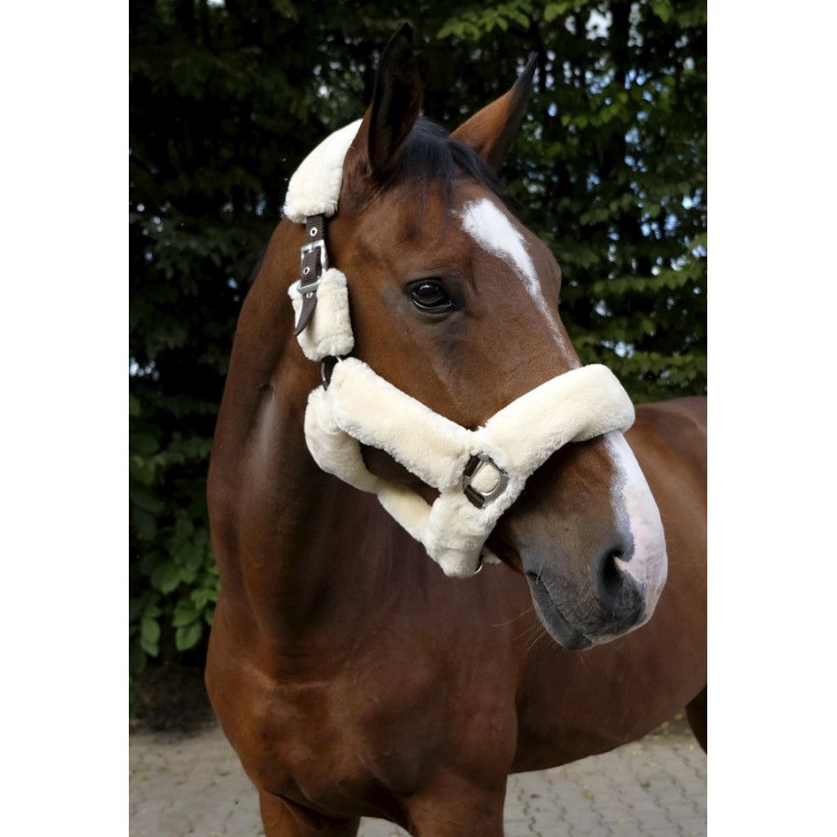 Licol EQUITH?ME "Teddy"