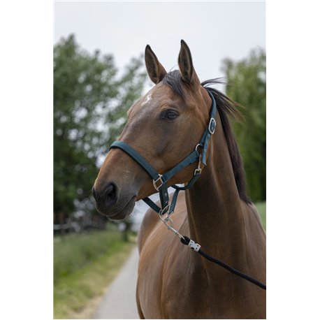 Licol NORTON "Satine"