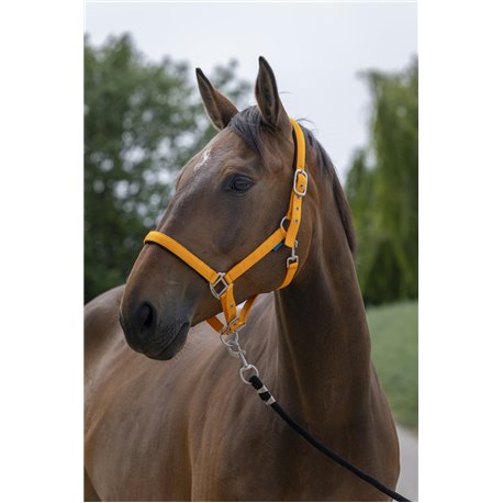 Licol NORTON "Satine"