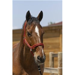 Licol NORTON "Satine" 2