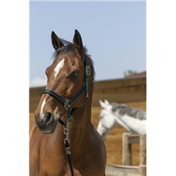 Licol NORTON "Satine" 2