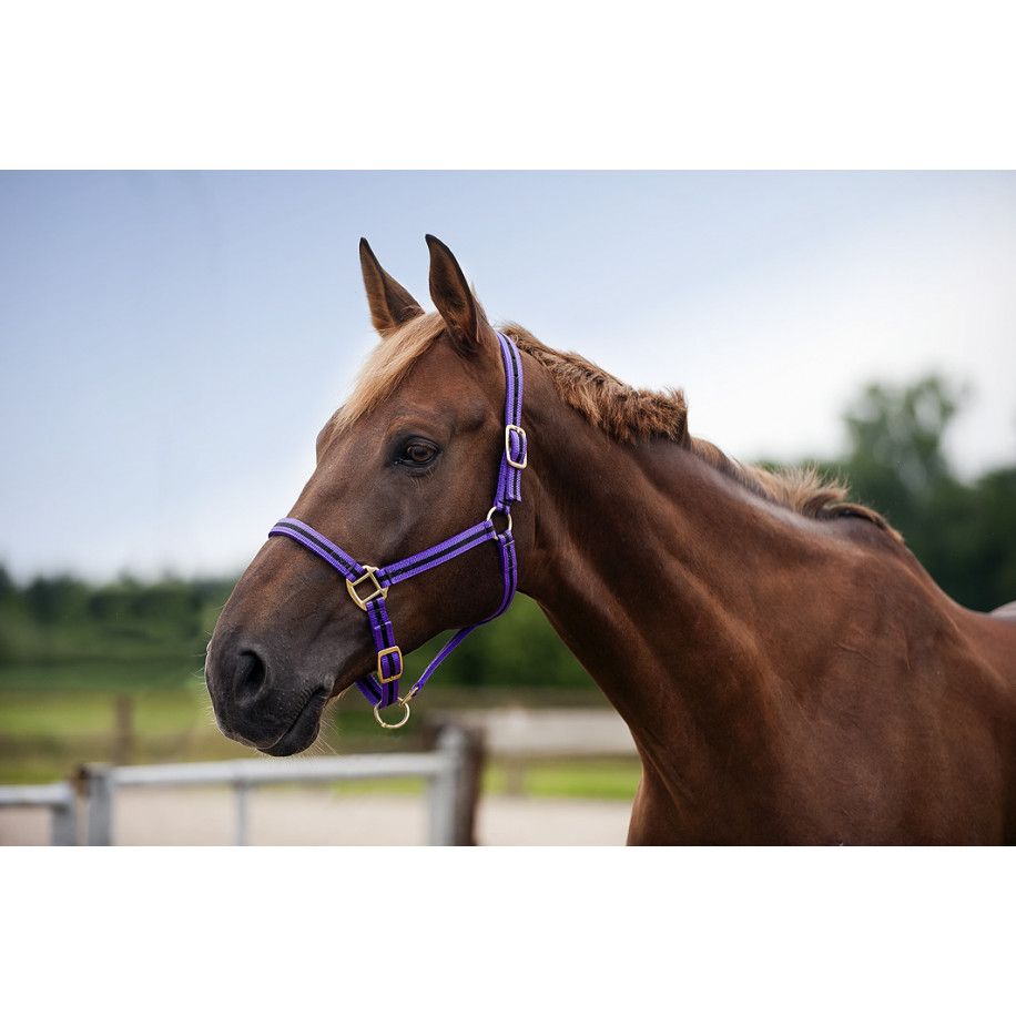 Licol nylon NORTON doubl? cuir