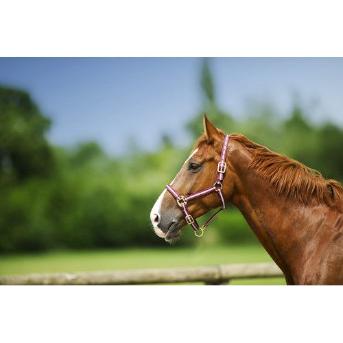 Licol nylon NORTON doubl? cuir 2