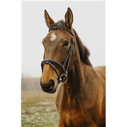 Bridon NORTON CLUB "Easy"