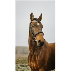 Bridon NORTON CLUB "Diva"