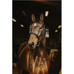 R?nes lisses NORTON PRO Boucle noire 2