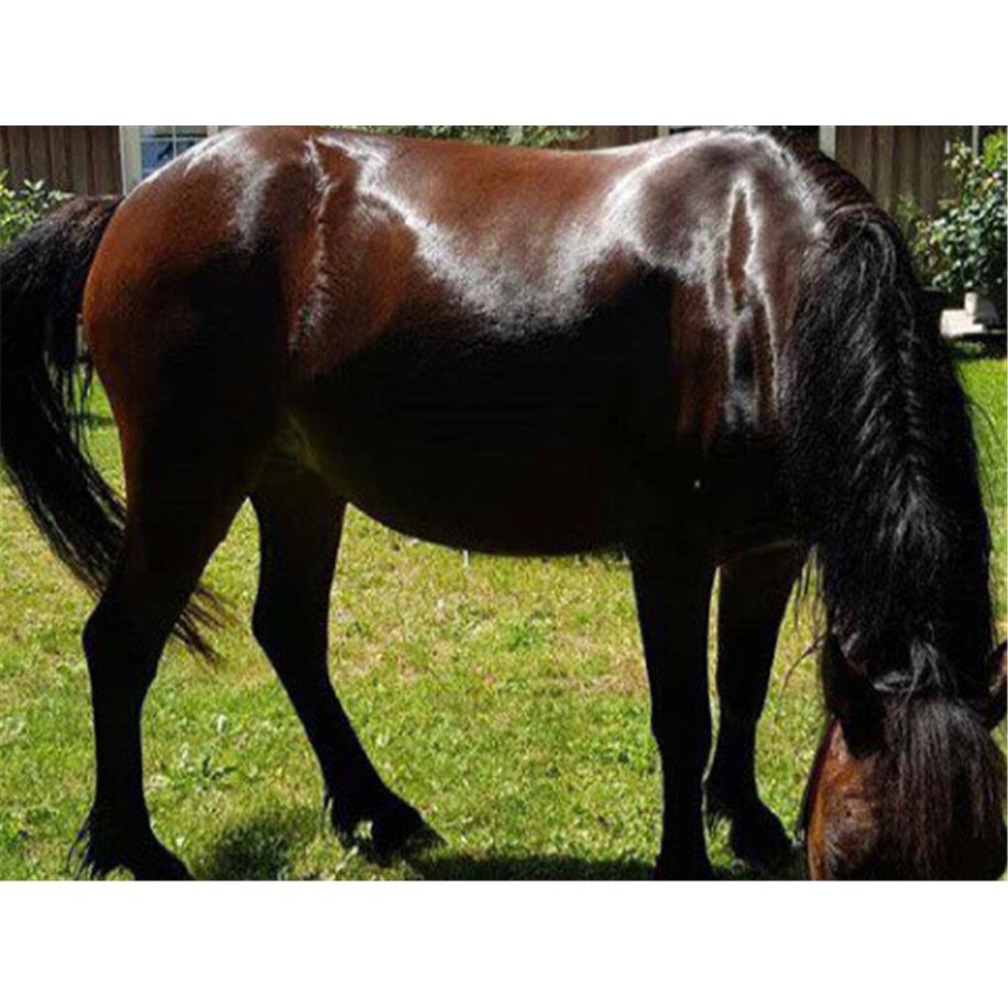 Masque anti-mouches LAMI-CELL Lycra 2