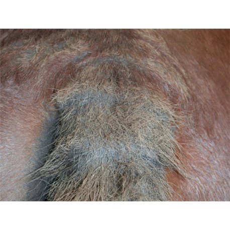 Shampooing ANIMADERM "Tea Tree"