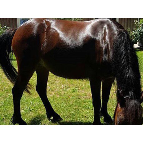 Shampooing ANIMADERM "Tea Tree"