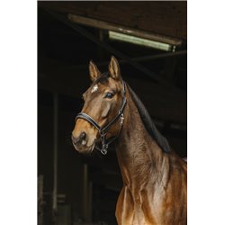 Licol cuir NORTON "Rock"