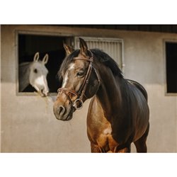 Bridon ERIC THOMAS "Crown"