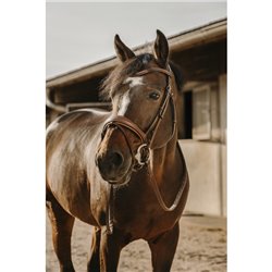 Bridon ERIC THOMAS "Visby" 2