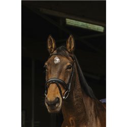 Bridon NORTON "Dark"