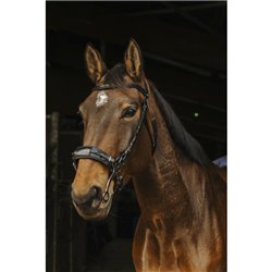 Bridon NORTON "Hackamore"