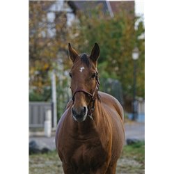 Licol nylon EQUITHEME "Spring" 2