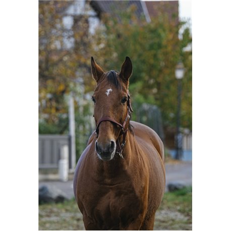 Licol nylon EQUITHEME "Spring"