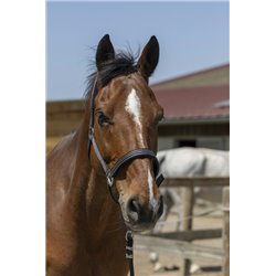 Licol NORTON "Zari" 2