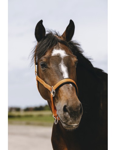 Licol nylon EQUITH?ME - Jacquard